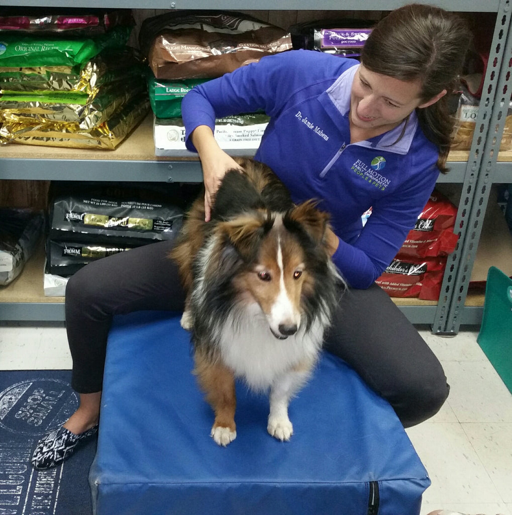 September 30th- Pet Chiropractor Day!