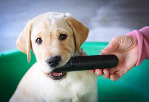 GoughNut Stick Dog Toy...Guaranteed Tough (Various sizes and color)