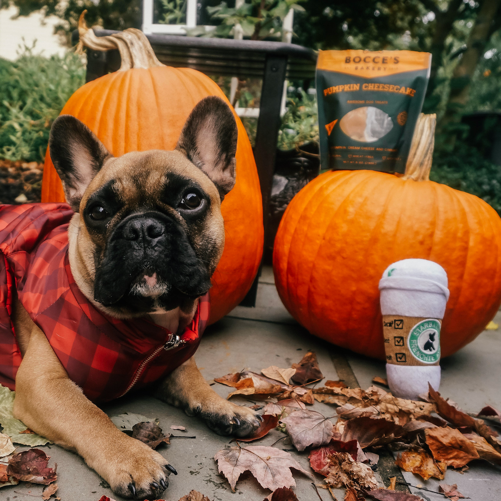 9 Spooky Things Your Pet Should Avoid Tonight Analysis by Dr. Karen Shaw Becker
