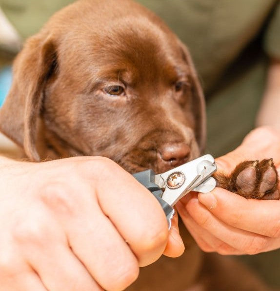 Professional Nail Trims Each Month At Happy Tails Pet Supplies!